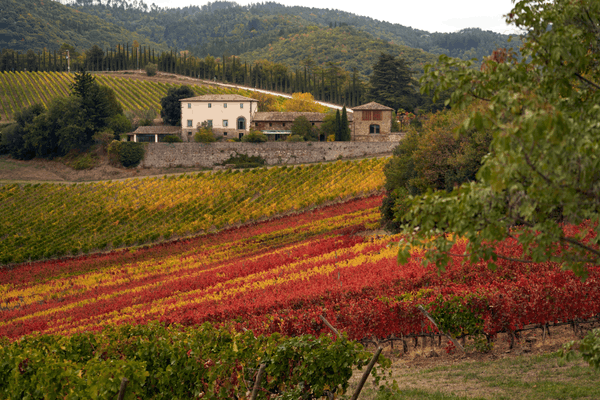 best wine tours in tuscany from florence