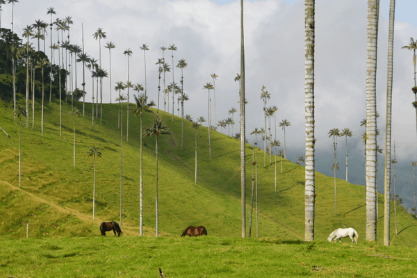 Coffee Farm Stay Colombia