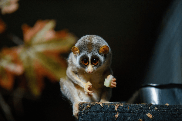 animals in Madagascar