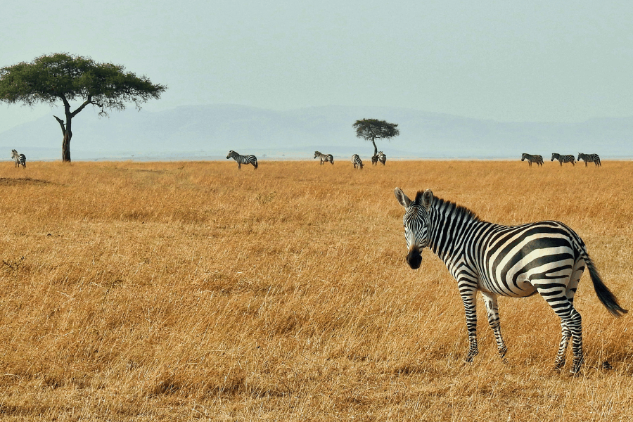 best time to go safari in kenya