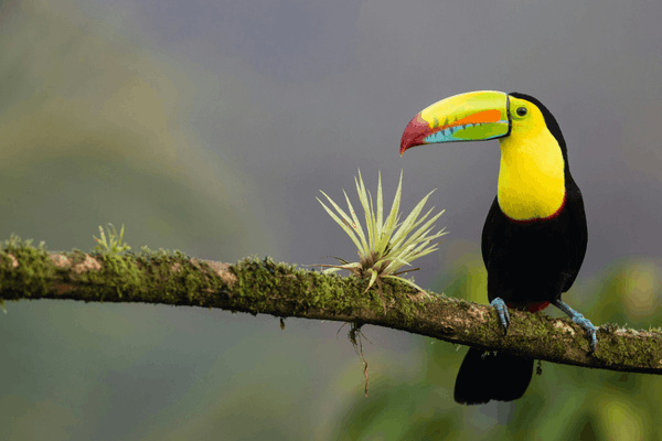 When to Visit Costa Rica