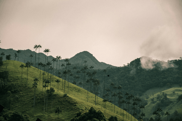 Coffee Plantation Tour Colombia