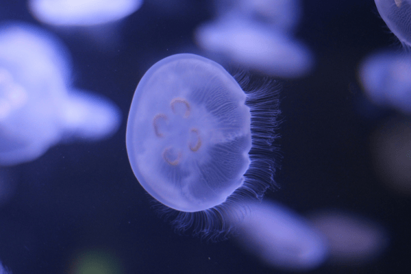 Dangerous Animals in Bali