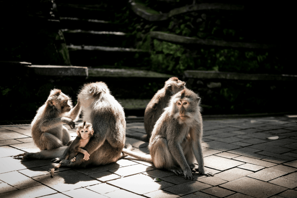 Alas Kedaton Monkey Forest Bali