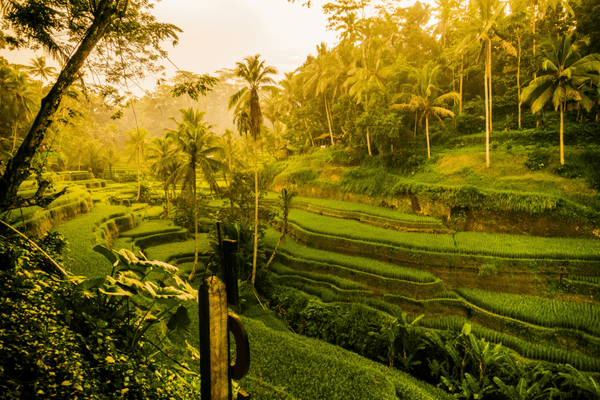 Coffee Plantations in Bali