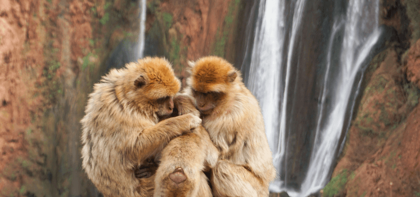 locally owned meaning