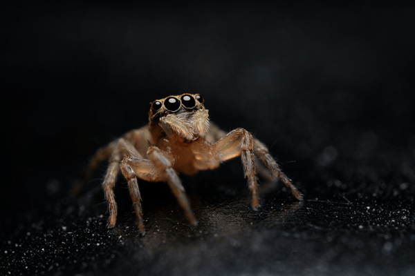 bali spiders