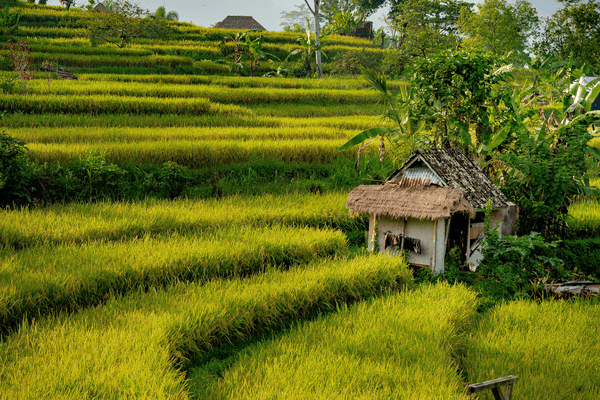 sustainable Bali