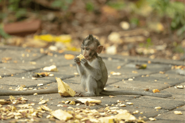 Monkey in a Ubud Bali Monkey Forest