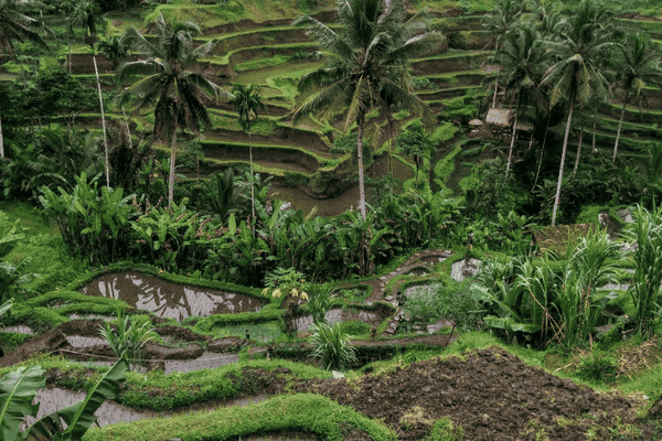 Ubud’s Rice Fields