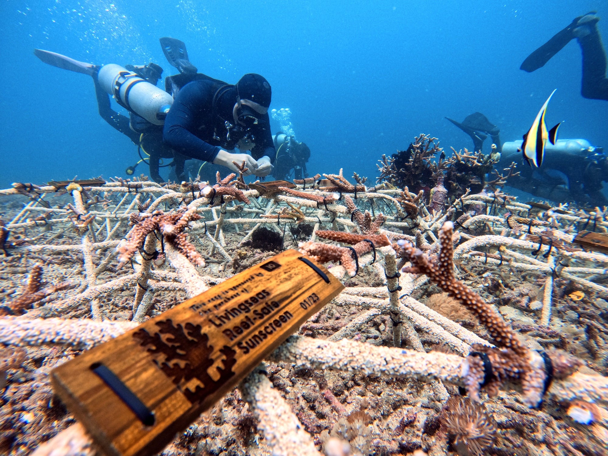 Sustainable Tourism Experience Living Seas 