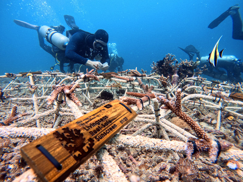 Sustainable Tourism Experience Living Seas 