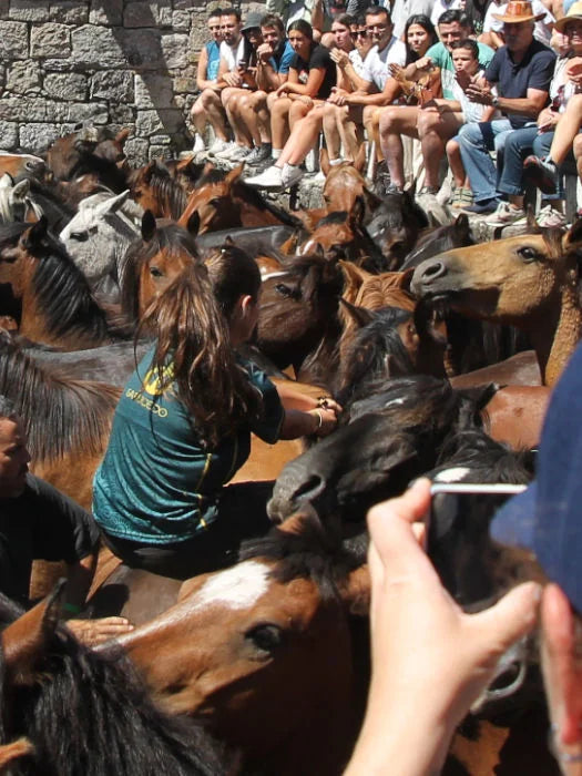 horse breeding in galicia